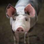 România și UE au nevoie de măsuri pentru susținerea pieței cărnii de porc
